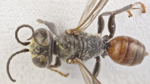 Tachysphex obscuripennis